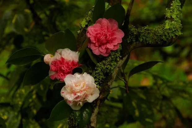 Cameleiras em flor / Palácio Nacional de Sintra
