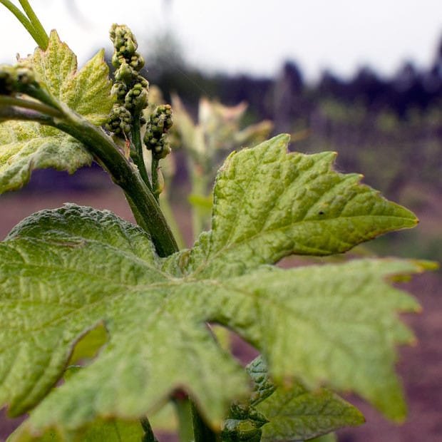 Douro Superior no concílio de Baco / Vila Nova de Foz Côa