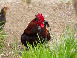 Herdade da Malhadinha Nova : galo