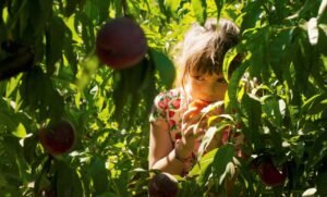 'Alcarràs', de Carla Simón