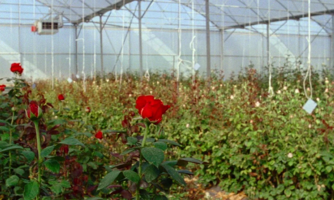 Cartas (e coisas mais) que lembram Akerman