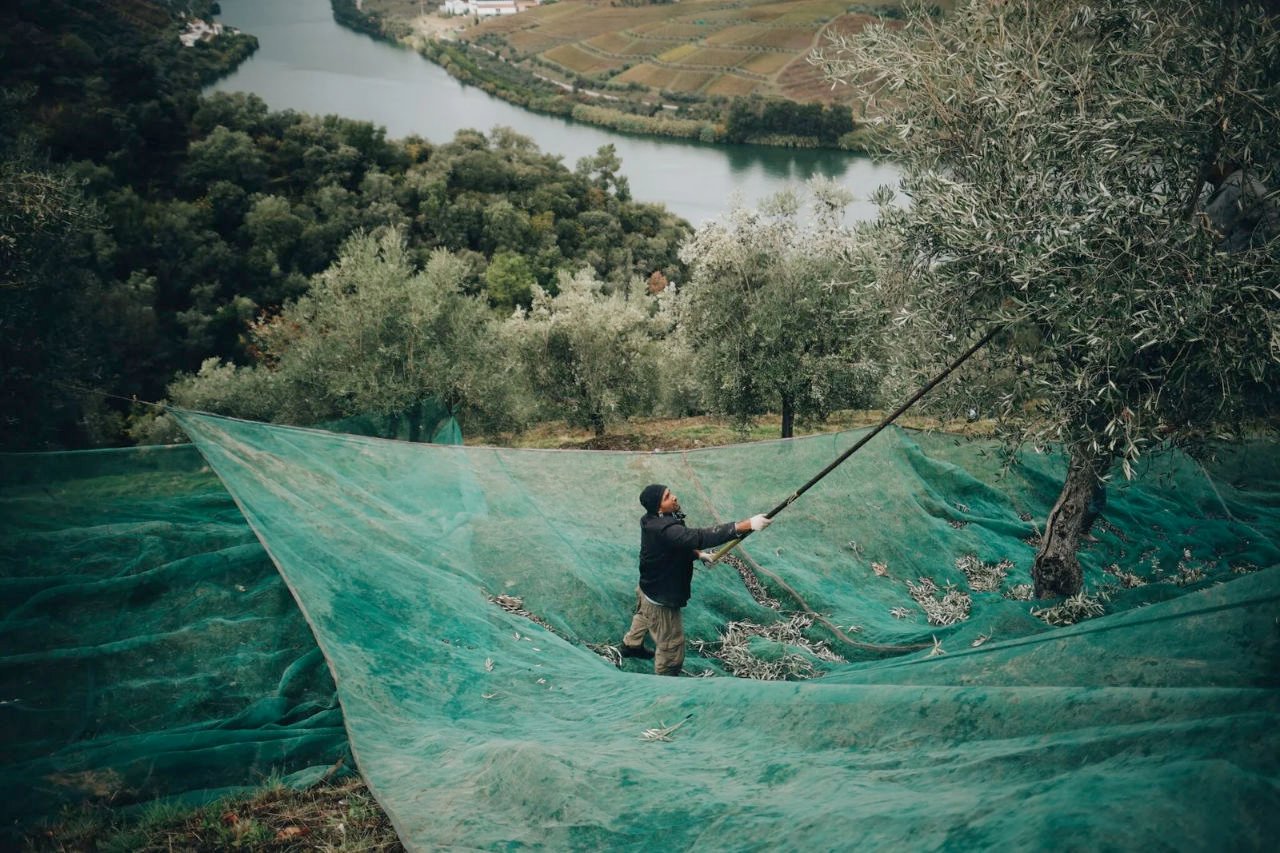 Do lagar para a mesa. Ventozelo Hotel & Quinta celebra a apanha da azeitona com menu em que o azeite é rei