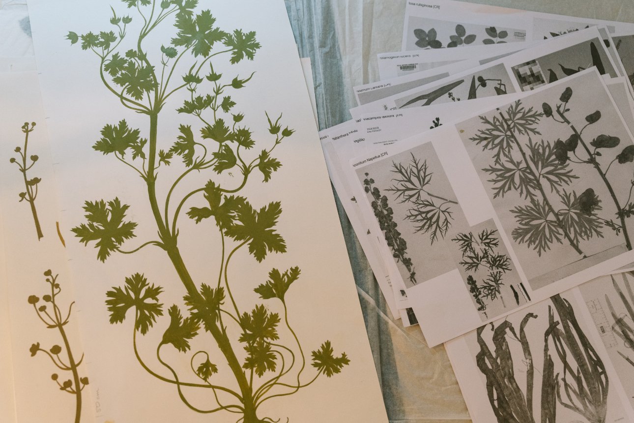 Herbários históricos em suspenso