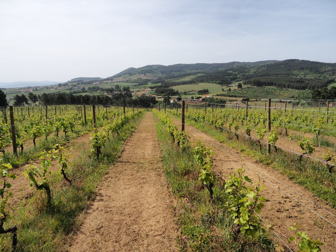 Vinhos de altitude com atitude